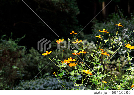 小川町 二十二夜塔 キバナコスモス 小川町 二十二夜塔 キバナコスモス 69416206