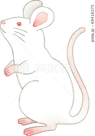 立ち上がって上を見上げる白ネズミのイラスト素材