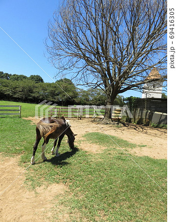 牧場の馬 69416305