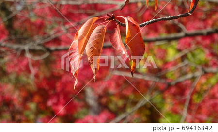 過行く秋の一風景のイメージ 過行く秋の一風景のイメージ 69416342