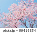 桜の木 69416854