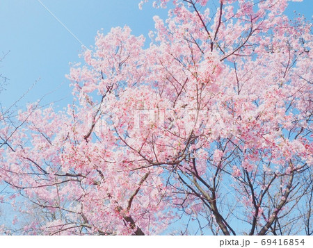 桜の木 69416854