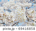 白桜2 69416858