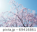枝垂れ桜 69416861