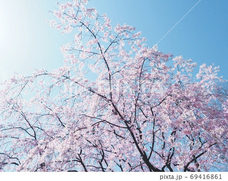 枝垂れ桜 69416861