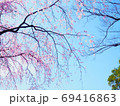 桜と青空 69416863