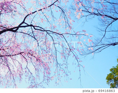 桜と青空 69416863