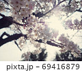 木漏れ日桜 69416879