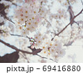 淡い桜 69416880
