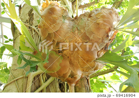 着生植物びかくしだ 着生植物びかくしだ 69416904