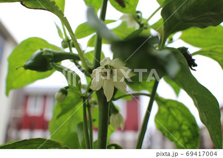 ピーマンの花 69417004