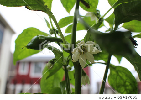 ピーマンの花 69417005