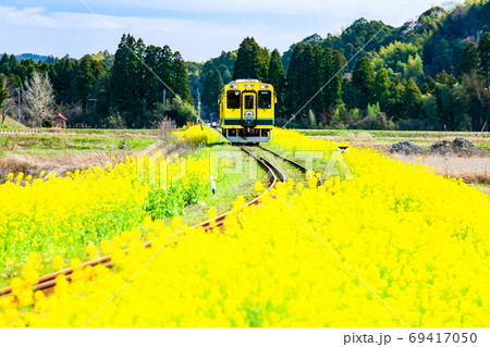 千葉県 いすみ鉄道 大多喜の菜の花畑の写真素材