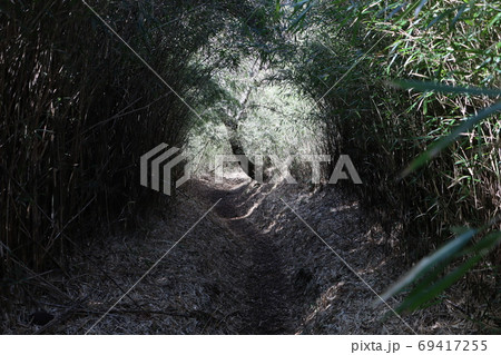 笹に覆われた登山道 69417255