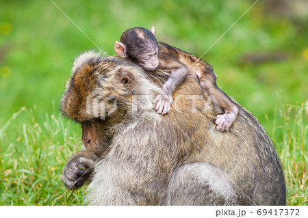 Barbary Macaque Monkeys. A baby macaque monkey and their mother is pictured. Barbary macaque monkeys live in the Atlas Mountains of Algeria and Morocco. Barbary Macaque Monkeys. A baby macaque monkey and their mother is pictured. Barbary macaque monkeys live in the Atlas Mountains of Algeria and Morocco. 69417372