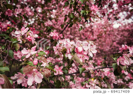 Pink flowers of Apple trees in the spring in Kolomenskoye Park in Moscow Pink flowers of Apple trees in the spring in Kolomenskoye Park in Moscow 69417409