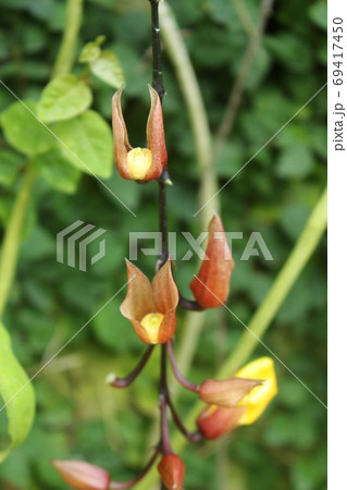 熱帯植物マイソルヤハズカズラ 熱帯植物マイソルヤハズカズラ 69417450