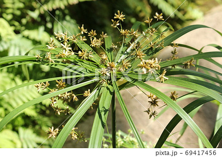 熱帯植物しゅろがやつり 69417456
