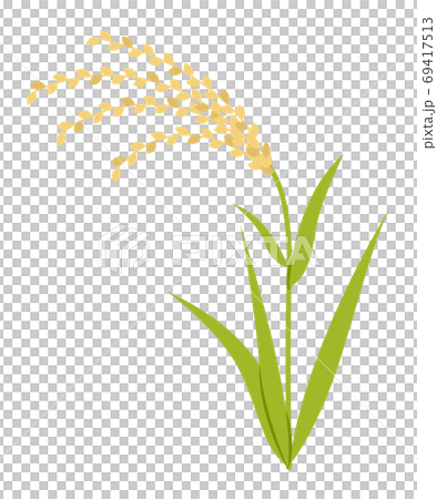 Rice Rice 69417513