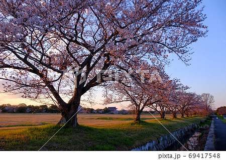 大極殿と桜の夕景(奈良県奈良市) 大極殿と桜の夕景(奈良県奈良市) 69417548
