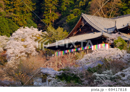 朝日をあびる長谷寺の桜(奈良県桜井市) 朝日をあびる長谷寺の桜(奈良県桜井市) 69417818