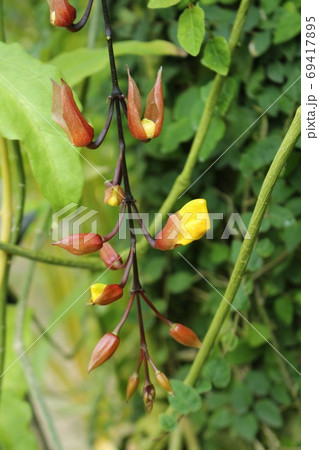 熱帯植物マイソルヤハズカズラ 熱帯植物マイソルヤハズカズラ 69417895