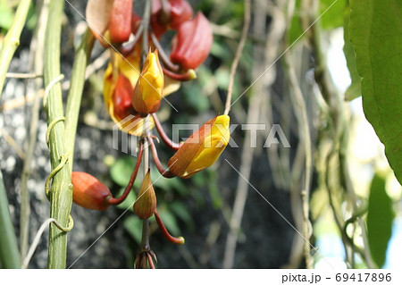 熱帯植物マイソルヤハズカズラ 熱帯植物マイソルヤハズカズラ 69417896