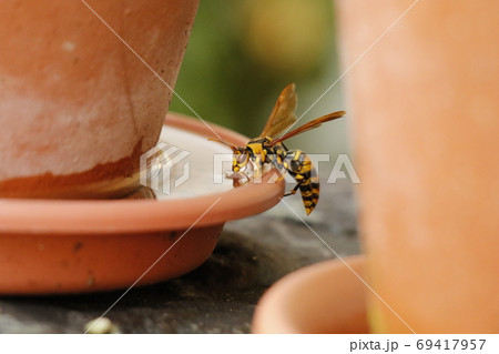 植木鉢の受け皿で吸水するセグロアシナガバチ 69417957