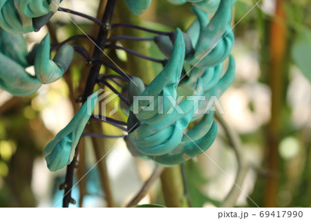 熱帯植物ひすいかずら 69417990