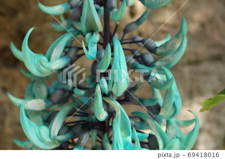 熱帯植物ひすいかずら 熱帯植物ひすいかずら 69418016