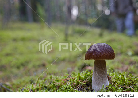 Beautiful Boletus edilus mushroom in forest. White Boletus mushroom in green moss. 69418212