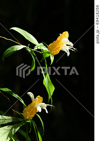 パキスタキス 69418266