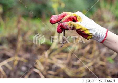 Digging potatoes in the garden. Worms in the hand. Digging potatoes in the garden. Worms in the hand. 69418824