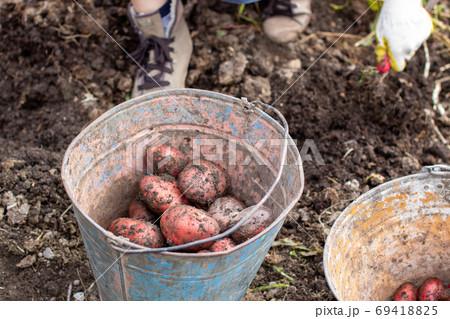 Digging potatoes in the garden. Collected potatoes in a bucket 69418825