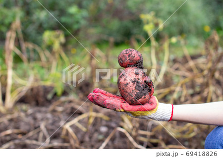 Digging potatoes in the garden. A large potato in your hand. Digging potatoes in the garden. A large potato in your hand. 69418826