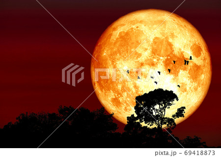 Superharvest blood moon silhouette top tree and birds flying on Superharvest blood moon silhouette top tree and birds flying on 69418873
