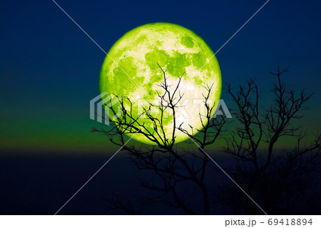 Full Barley green moon and silhouette dry trees in the sunset da Full Barley green moon and silhouette dry trees in the sunset da 69418894