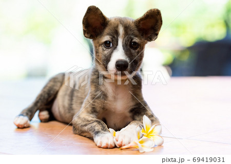 花にじゃれつく茶色の子犬 花にじゃれつく茶色の子犬 69419031
