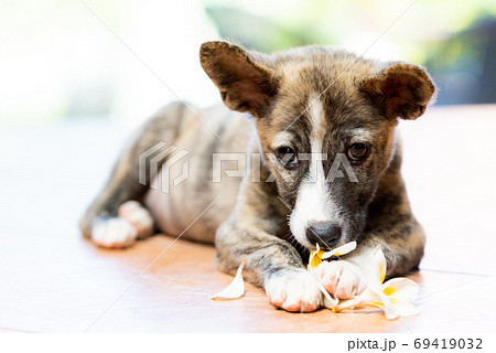 花にじゃれつく茶色の子犬 花にじゃれつく茶色の子犬 69419032