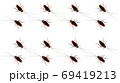 The patterns of cockroaches on a white background. 69419213