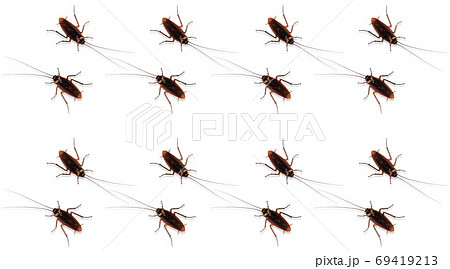 The patterns of cockroaches on a white background. 69419213