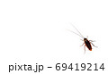 A cockroach on a white background. Cockroach dirty 69419214