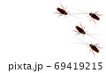 The patterns of cockroaches on a white background. 69419215