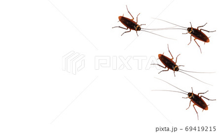 The patterns of cockroaches on a white background. 69419215