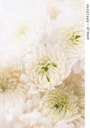 白い菊の花 背景素材の写真素材
