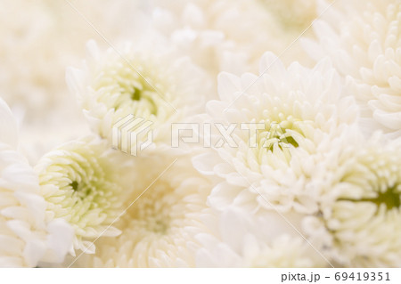 白い菊の花 背景素材の写真素材