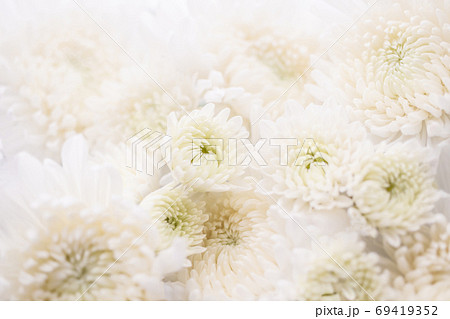 白い菊の花 背景素材 白い菊の花 背景素材 69419352