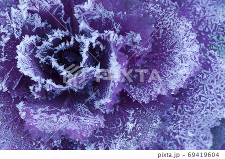 霜花模様-葉牡丹の降霜模様-2 霜花模様-葉牡丹の降霜模様-2 69419604