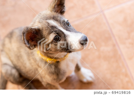 茶色い子犬のクローズアップ 茶色い子犬のクローズアップ 69419816