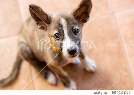 茶色い子犬のクローズアップ 69419819